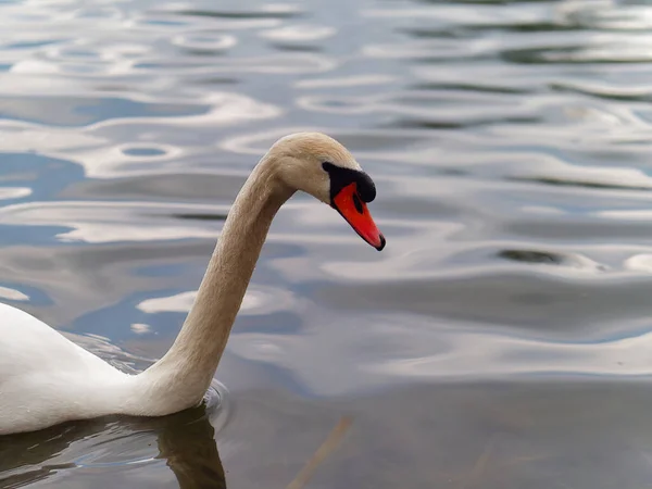Close Cisne Mudo Nadando Água Brilhante Pela Manhã — Fotografia de Stock
