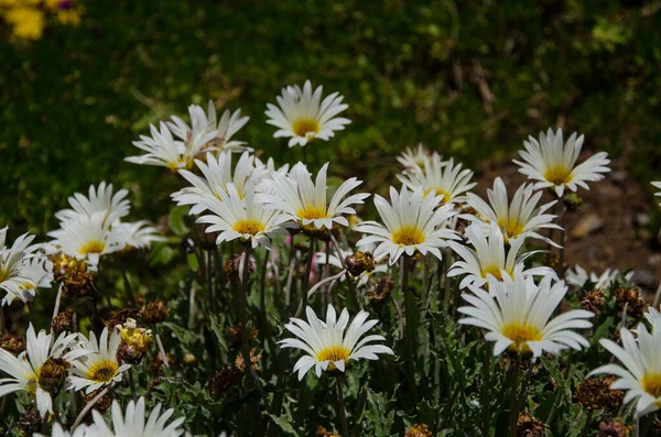 Uma Paisagem Campo Margarida Florescente Sob Luz Sol Madeira Portugal — Fotografia de Stock