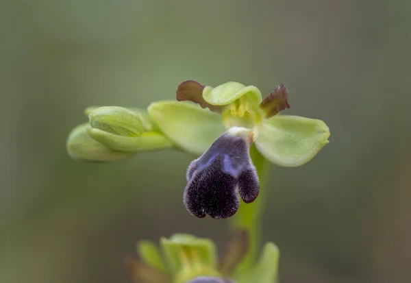 Plan Macro Une Belle Orchidée Sombre Abeille Plein Air — Photo