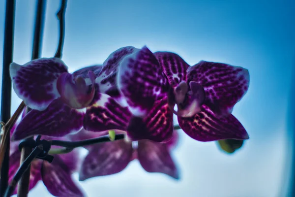 Phalaenopsis Yapraklarının Seçici Odak Noktası — Stok fotoğraf