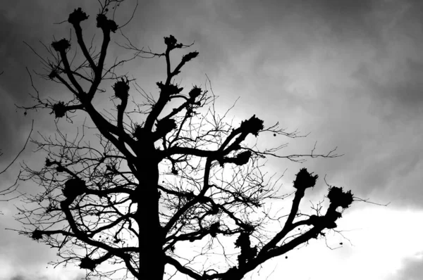 Monochromatyczne Ujęcie Sylwetki Gołych Gałęzi Drzewa Tle Zachmurzonego Nieba — Zdjęcie stockowe
