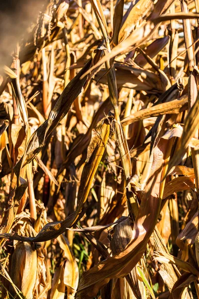 Een Verticaal Schot Van Mais Stengels Een Zonnig Veld — Stockfoto