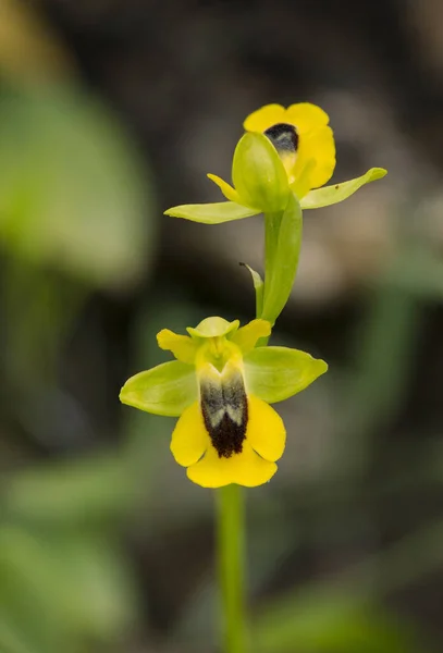 Vertical Shot Beautiful Yellow Bee Orchid Outdoors — Stock Photo, Image