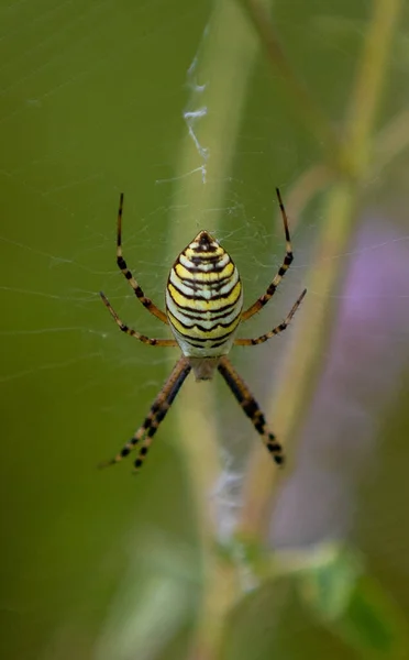 キャンバス上のArgiope Brenichiクモの垂直選択的フォーカスショット — ストック写真