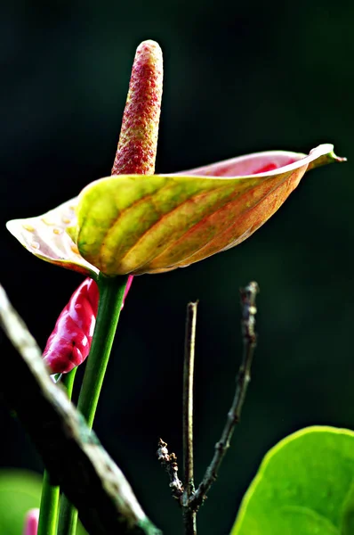 Plano Vertical Flor Florecida Con Pétalo Forma Hoja Vapor Alto — Foto de Stock