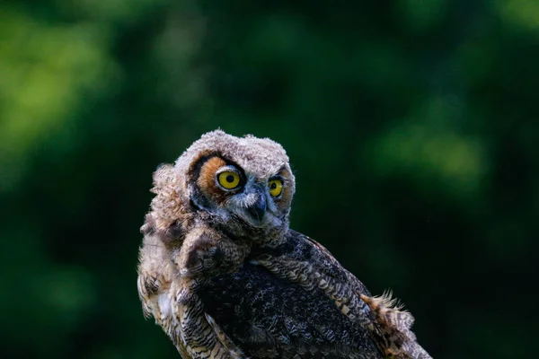 Tiro Close Uma Coruja Bebê Bonito Uma Árvore Parque — Fotografia de Stock