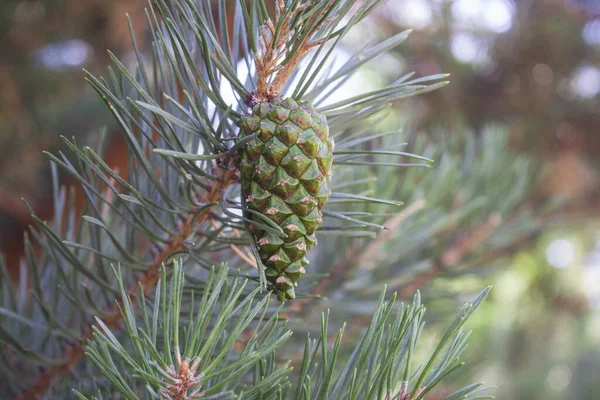 Närbild Pinecone Nål Ett Träd — Stockfoto