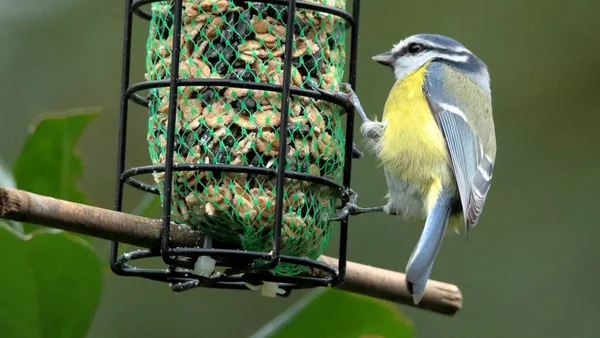 Beautiful Eurasian Blue Tit Perched Bird Feeder — Stockfoto