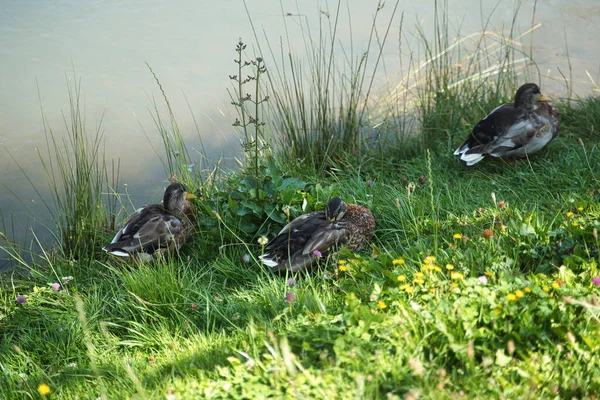 Nehrin Kenarındaki Çimlerde Ördek Var Ördek Uyuyor — Stok fotoğraf