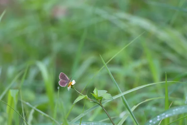 Primer Plano Una Pequeña Mariposa Sentada Sobre Una Flor Manzanilla —  Fotos de Stock