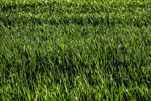 Campo Trigo Una Zona Rural —  Fotos de Stock