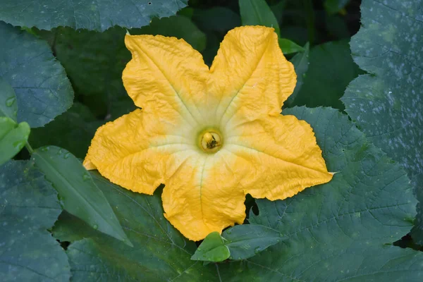 Жовтий Кабачок Розквіт Дворі — стокове фото