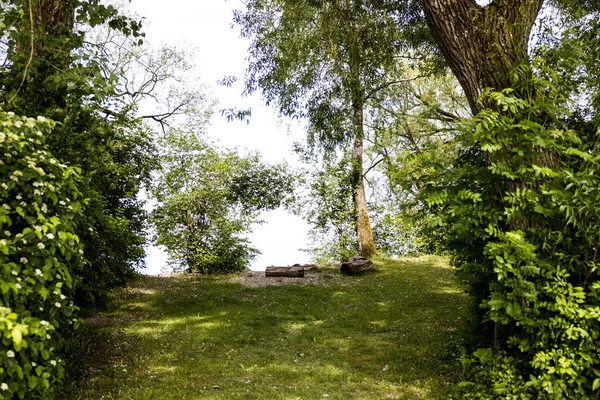 Hermoso Bosque Verano Con Vegetación Verde Suiza —  Fotos de Stock