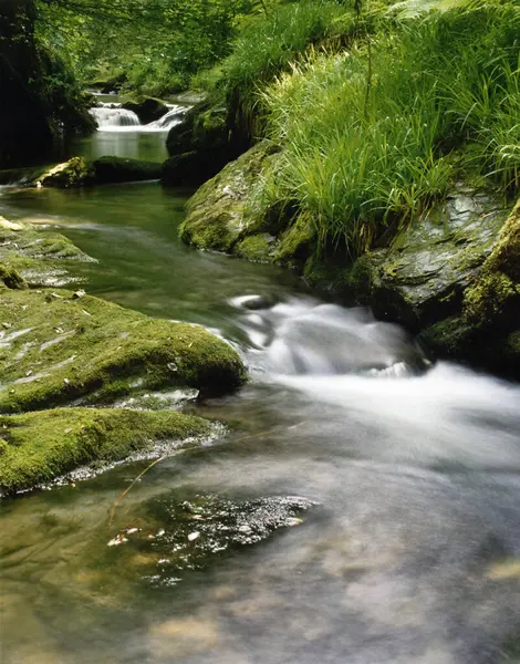 一条被绿色植被环绕的美丽的河流的垂直截图 — 图库照片