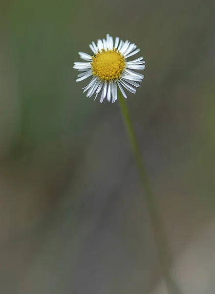 Ein Selektiver Fokus Einer Gänseblümchenblume — Stockfoto