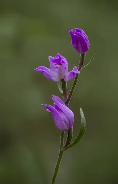 Tiro Vertical Closeup Orchid Helleborine Vermelho Selvagem Florescendo — Fotografia de Stock