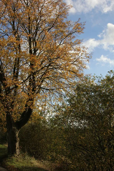 Ένα Όμορφο Φθινοπωρινό Τοπίο Δέντρα Και Γαλανό Ουρανό — Φωτογραφία Αρχείου