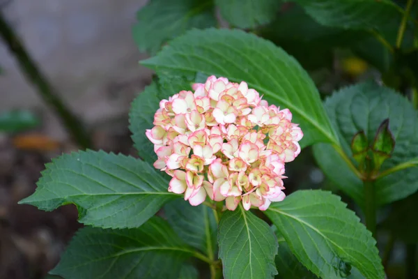 Közelkép Egy Gyönyörű Hortensia Virágról Zöld Levelekkel — Stock Fotó