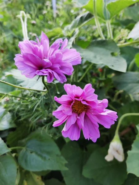 Pembe Kozmos Çiçeklerinin Dikey Yakın Çekimi — Stok fotoğraf