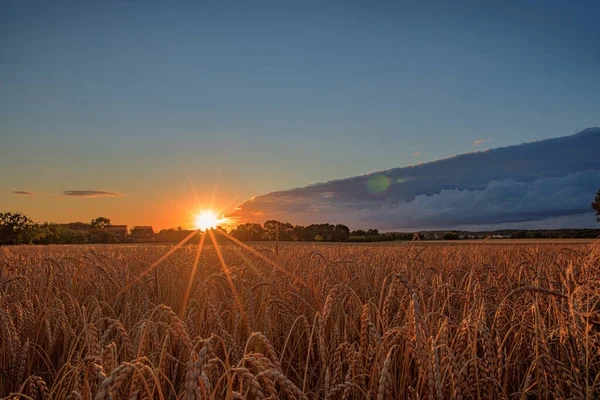 Campo Trigo Durante Hermoso Atardecer — Foto de Stock