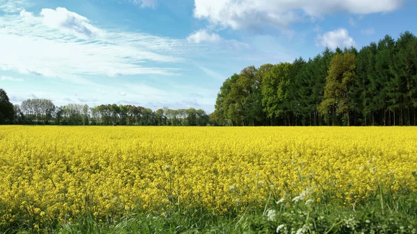 Blooming Yellow Flowers Rapeseed Plant Farm Field Next Pine Forest — Stock Photo, Image