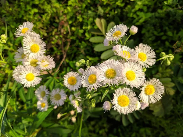 一缕垂直的菊花在花园里绽放 — 图库照片