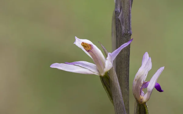 Zbliżenie Ujęcie Kwitnącego Kwiatu Limodore Trabut — Zdjęcie stockowe
