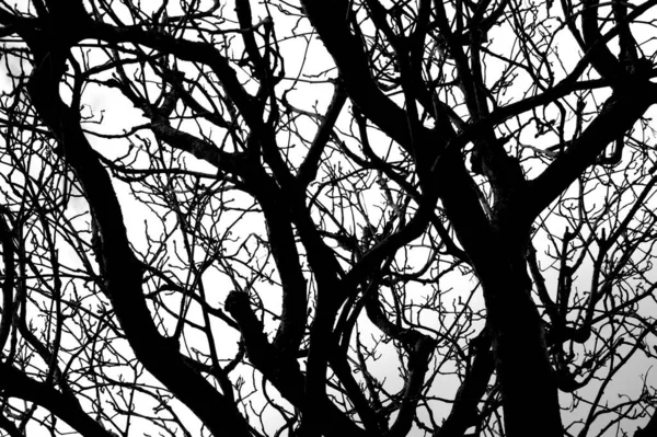 Cliché Monochrome Branches Arbres Nus Silhouettées Sur Fond Ciel Nuageux — Photo