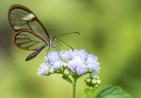 Beau Papillon Sur Fleur — Photo