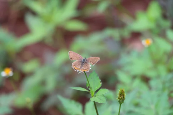 Крупный План Маленькой Бабочки Сидящей Листке Растения — стоковое фото