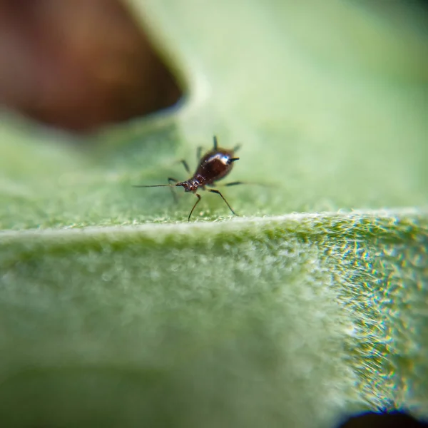 Closeup Shot Ant Green Leaf — Stock Photo, Image