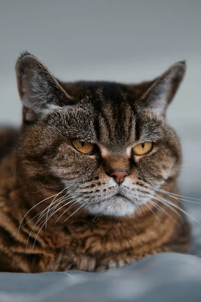 Een Verticaal Shot Van Een Gember Kat Witte Achtergrond — Stockfoto