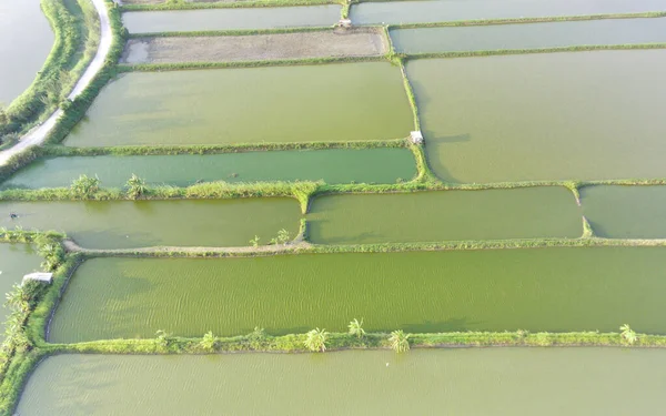 Flygbild Fiskdammar Hästhagar Landsbygden — Stockfoto