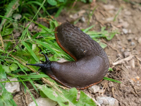 Eine Nahaufnahme Einer Nacktschnecke Auf Dem Boden Mit Wenigen Grasblättern — Stockfoto