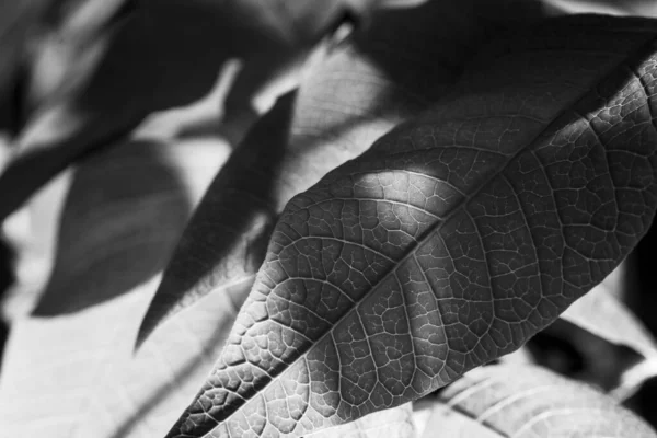 Gros Plan Niveaux Gris Des Détails Sur Les Feuilles — Photo