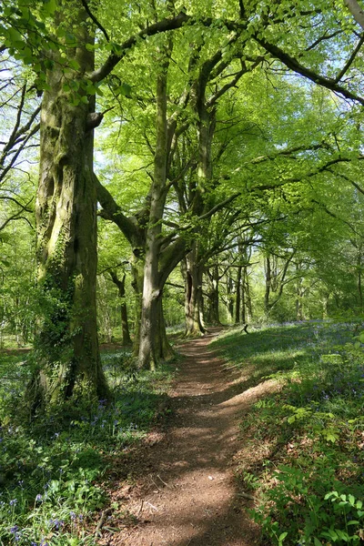 Ngiliz Bluebell Kayın Ağacının Yolu Yerli Ngiliz Yaban Çiçekleri Bahar — Stok fotoğraf