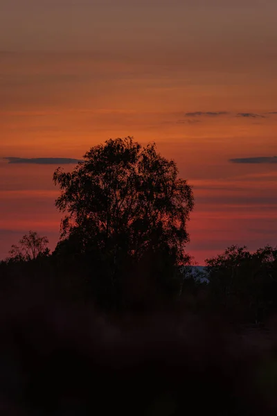 Hermosa Vista Una Puesta Sol Naranja Con Siluetas Árboles —  Fotos de Stock