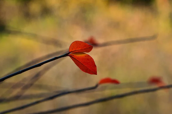 Selective Focus Shot Few Red Leaves Left Tree Branches — Stock Photo, Image