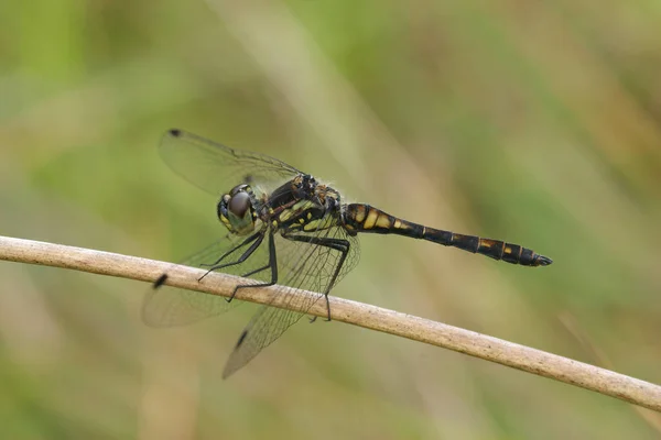 Косичка Чорному Луговому Бабка Sympetrum Danae Сидить Гілці Відкритими Крилами — стокове фото