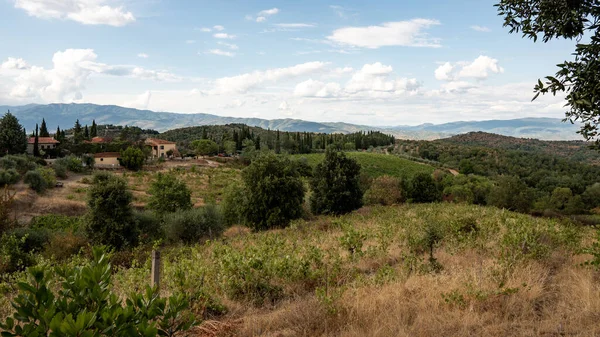 Wild Vineyard Tuscany Olive Trees Cypresses Background — Stok Foto