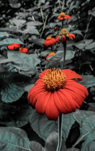 Plan Vertical Une Belle Fleur Zinnia Dans Jardin Botanique — Photo