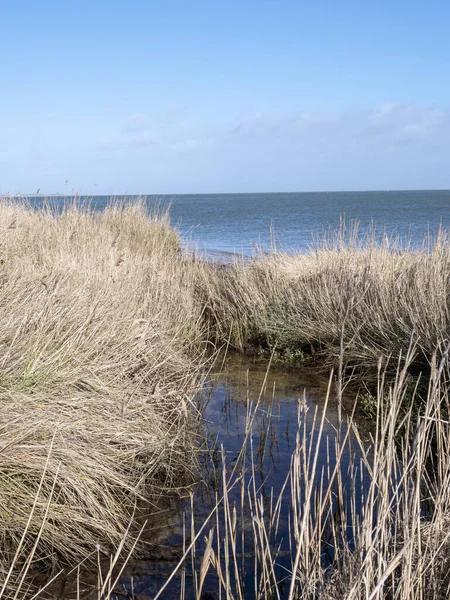 Detailní Záběr Rákosí Pobřeží Ostrova Sylt Německo — Stock fotografie