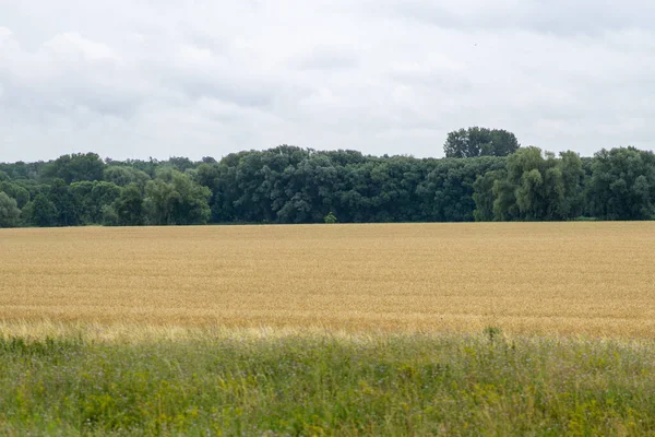 Пейзаж Пшеничного Поля Оточеного Зеленню Під Хмарним Небом Похмурий День — стокове фото