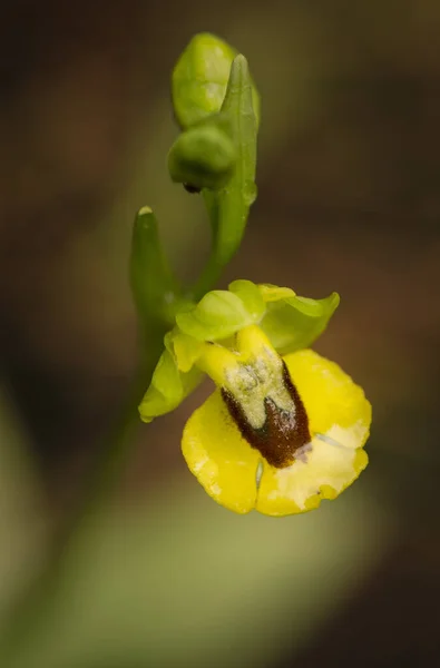 Tiro Vertical Orchid Amarelo Bonito Abelha Livre — Fotografia de Stock