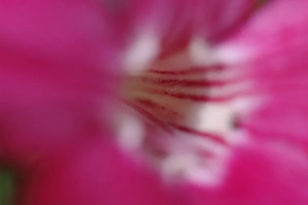 Крупный План Розового Цветка Пыльцой — стоковое фото