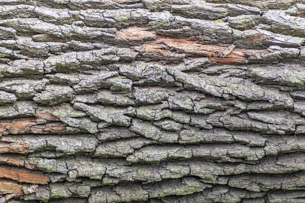 Een Close Shot Van Een Gebarsten Houten Blaf Oppervlak — Stockfoto