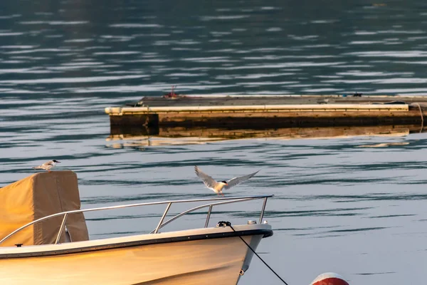 Seletivo Tern Ártico Sterna Paradisaea Voando Perto Barco Lago Pela — Fotografia de Stock