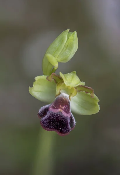 Plan Vertical Une Belle Orchidée Sombre Abeille Extérieur — Photo