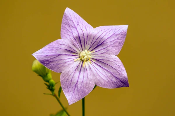 Zbliżenie Ujęcie Platycodon Grandiflorus Kwiat — Zdjęcie stockowe