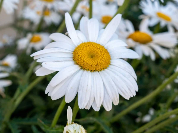 Close Uma Bela Margarida Florescendo Jardim Primavera — Fotografia de Stock